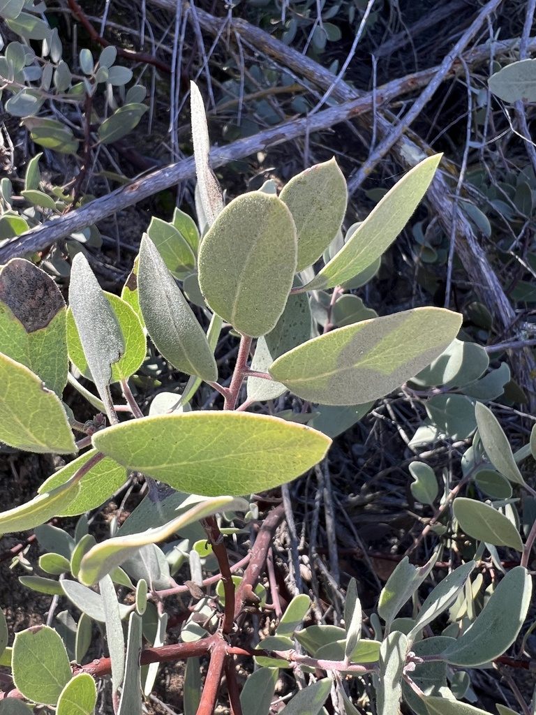 Eastwood's Manzanita from Cleveland National Forest, Lake Elsinore, CA ...