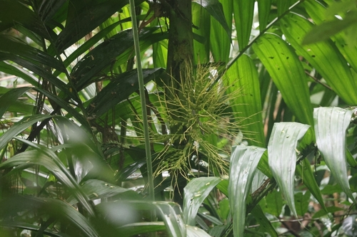 Foto de areca