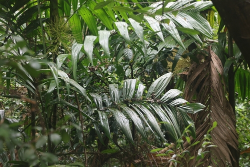 Foto de areca