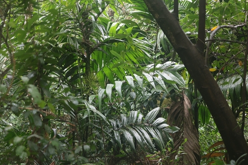 Foto de areca