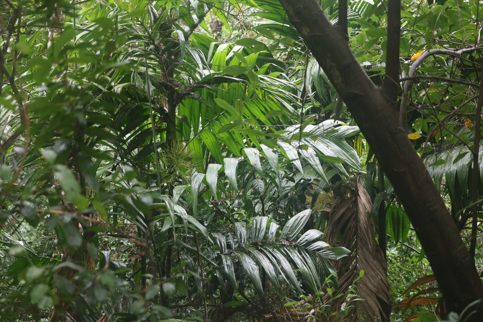 Imagem de areca