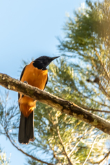 Hooded Pitohui photo 2