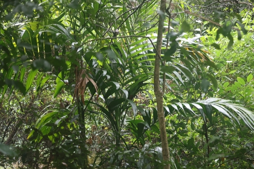 Foto de areca