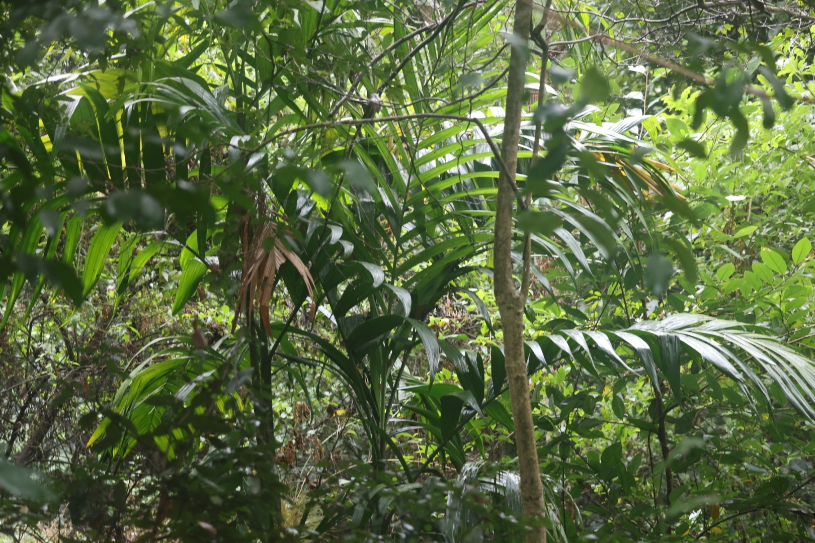Imagem de areca