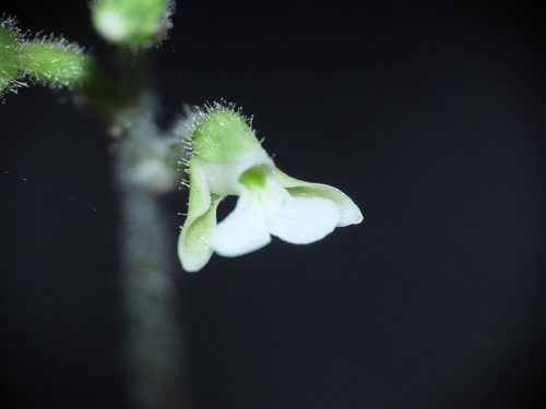 Zeuxine gracilis iNat (1)