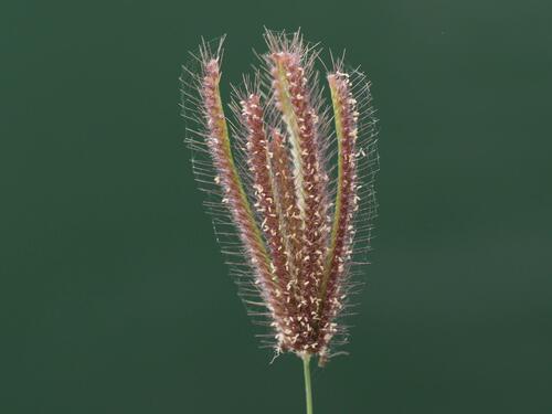 Chloris barbata