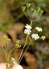 Pimpinella caffra