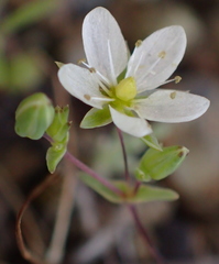 Sabulina douglasii