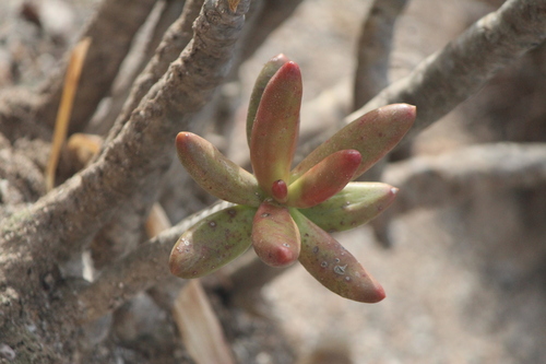 Pachyphytum viride