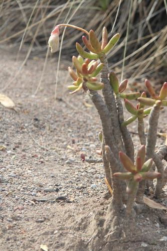 Pachyphytum viride