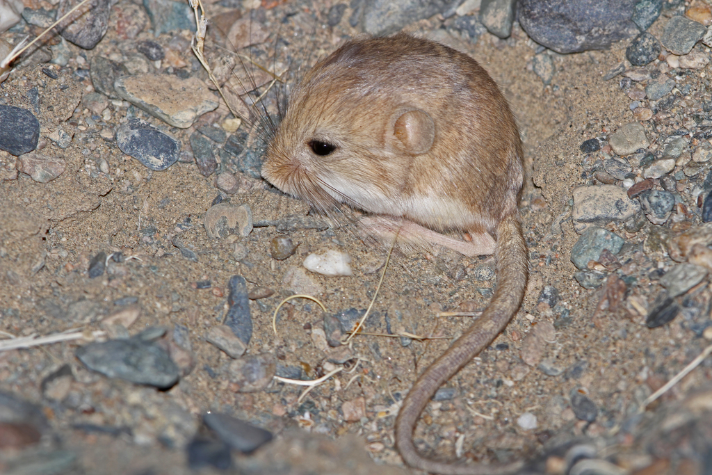 Kozlov's Pygmy Jerboa