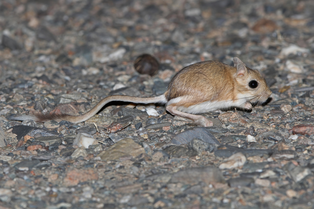 Hairy-footed Jerboa from 6CRQ+R76 Great Gobi A, Govi-Altai, Mongolia on ...