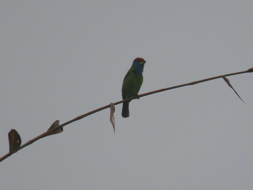 Blue-throated Barbet