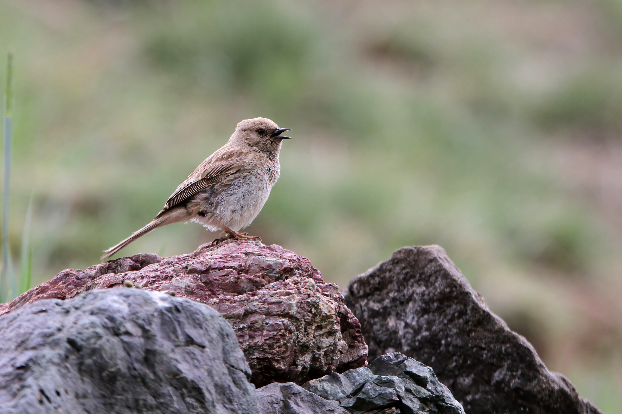 Kozlov's Accentor