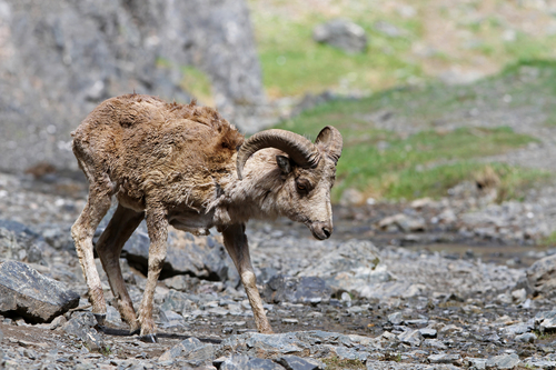 Argali (Ovis ammon)