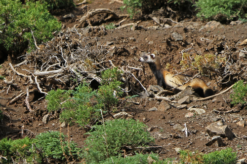 Baikal Steppe Polecat (Mustela eversmanii michnoi)