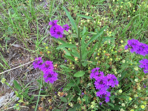 Verbena rigida