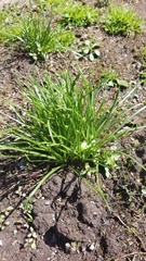Ornithogalum umbellatum
