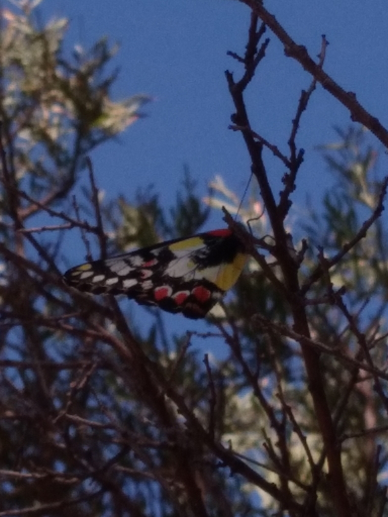 Red-spotted Jezebel