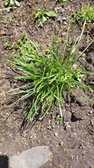 Ornithogalum umbellatum