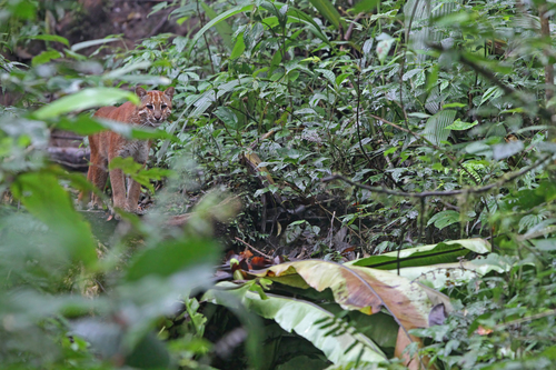 Asian Golden Cat