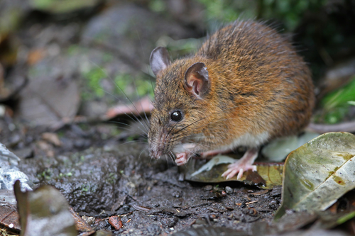 Sumatran Mountain Rat