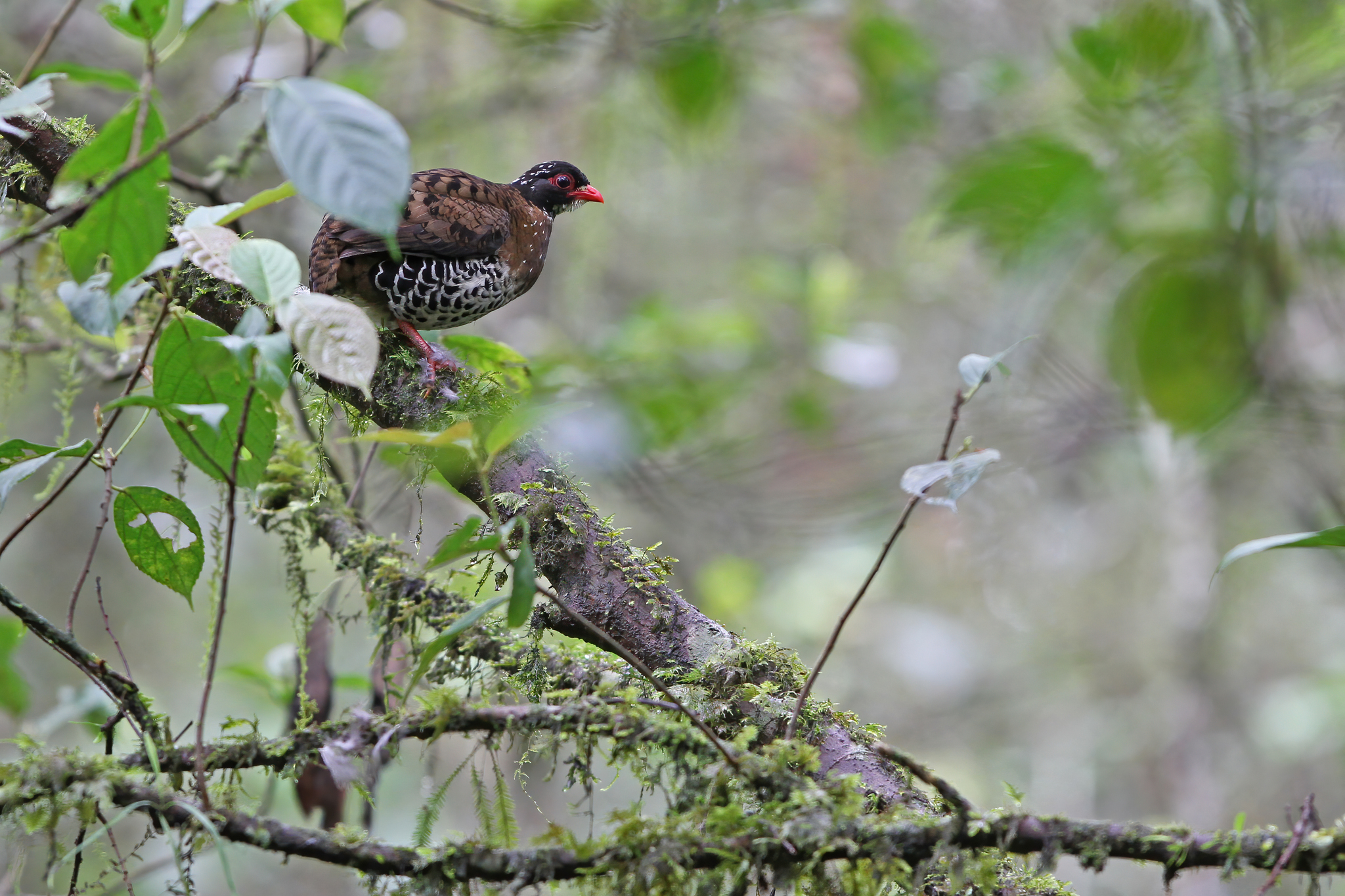 Red-billed Partridge (Arborophila rubrirostris), photo 3
