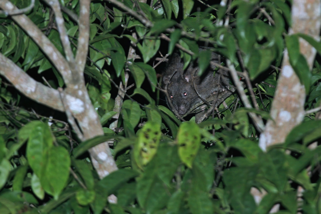 Armandville's Papagomys