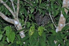 Armandville's Papagomys photo 1