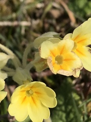 Primula