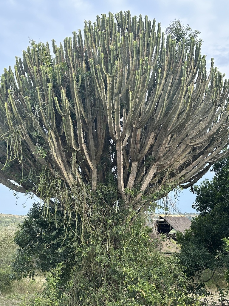 Euphorbia ingens, Queen Elizabeth National Park, Busongora, Western, UG, by Chuck Wilson