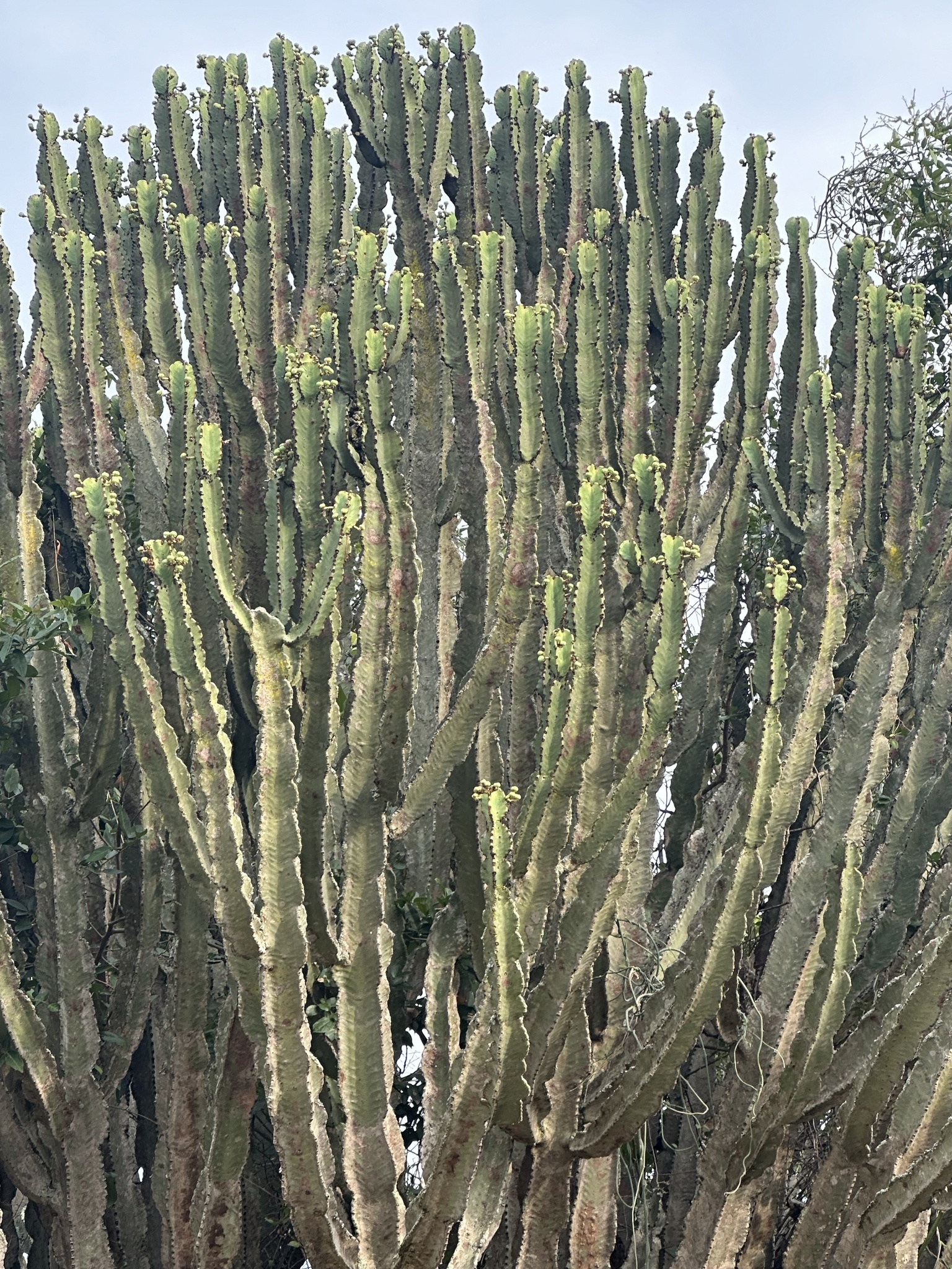 Imagem de Cacto-candelabro