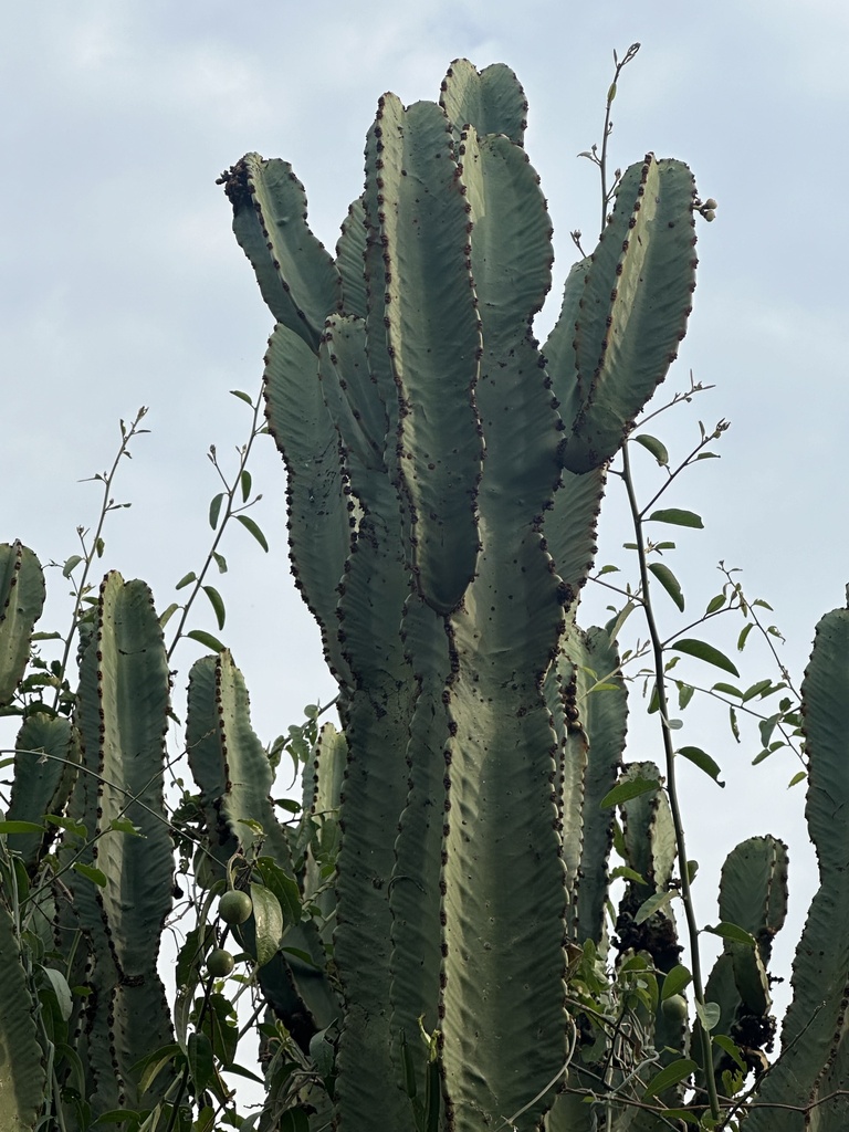 Euphorbia ingens, Queen Elizabeth National Park, Busongora, Western, UG, by Chuck Wilson