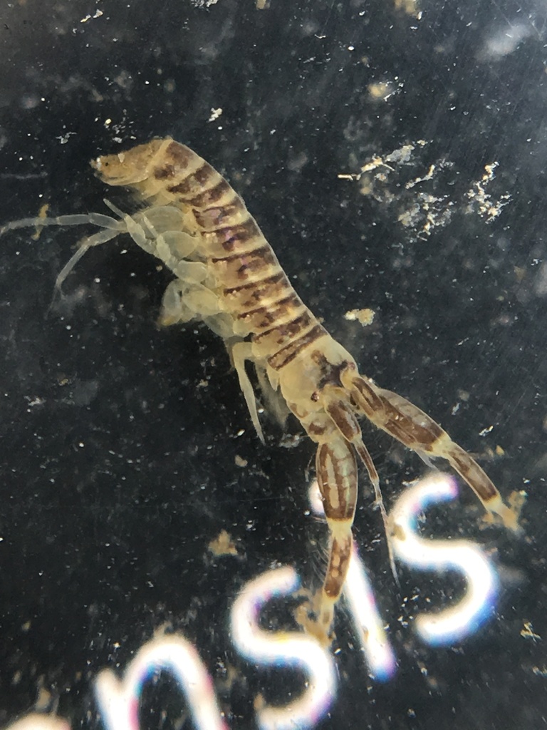 Sinocorophium alienense