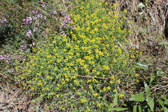 Euphorbia spinosa