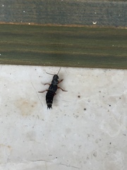 Platydracus fulvipes