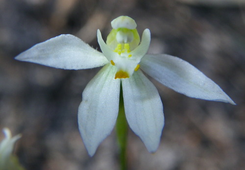 Orangetip fingers (Caladenia aurantiaca)