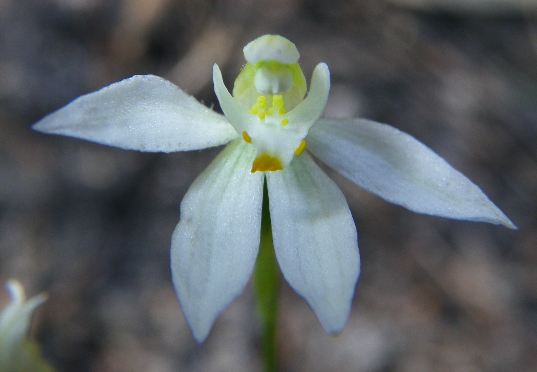 Orangetip Fingers (Caladenia aurantiaca)