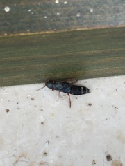 Platydracus fulvipes