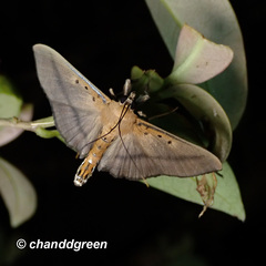 Filodes fulvidorsalis