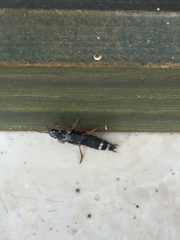 Platydracus fulvipes