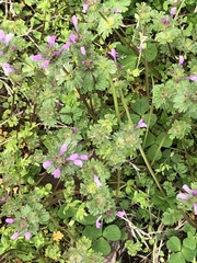Lamium amplexicaule