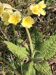 Primula