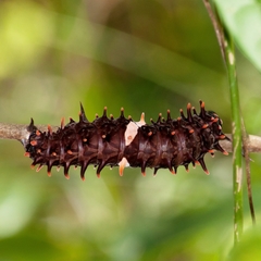 Troides minos