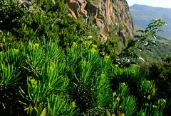 Senecio barbertonicus