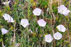 Calystegia macrostegia macrostegia