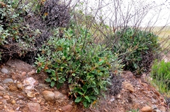 Eriogonum grande