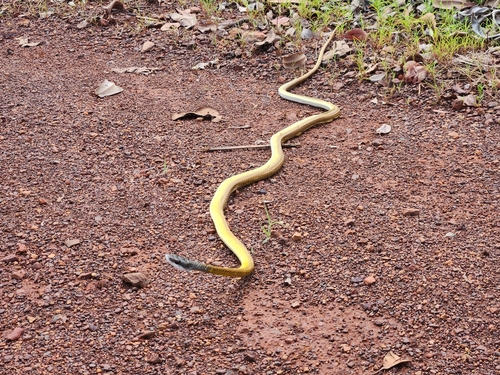 Common Tree Snake sighting