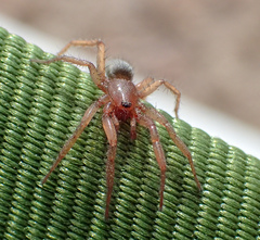 Gnaphosa dentata