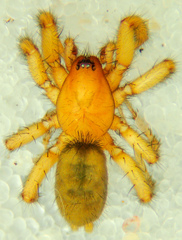 Gnaphosa dentata